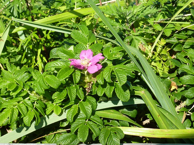 http://kunolabs.com/wblg1/mtmb/archives/2012/09/09/P1020663.JPG